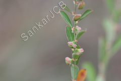 Phyllanthus maderaspatensis